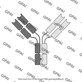 Bispecific antibody