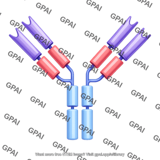 Antibody igg
