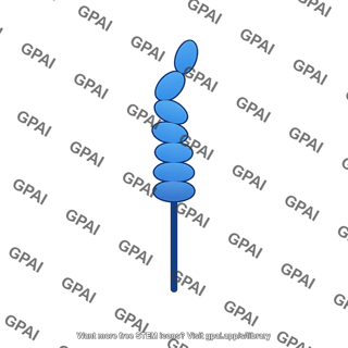 Gp130