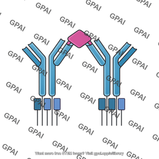 Bcr antigen cross linked