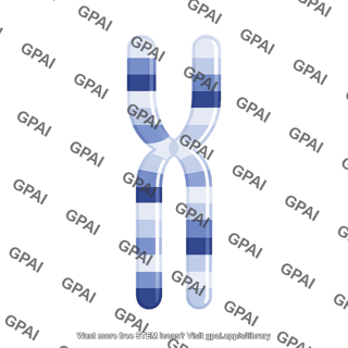Mouse karyotype chromosome 4