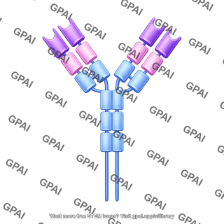 Antibody igm membrane bound editable