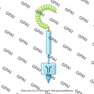 Brassinosteroid receptor bri1 1