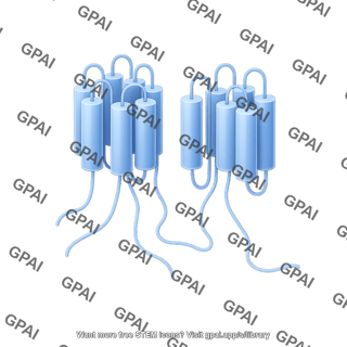 Adenylyl cyclase 3d