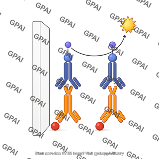 Western blot reaction colorimetric indirect