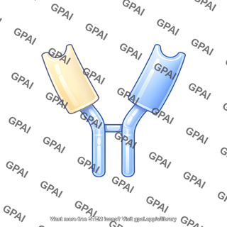 Antibody fragment hinge region editable