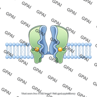Atp sensitive potassium channel open