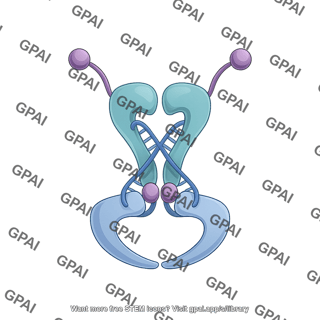 Dna gyrase