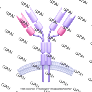 Antibody igd