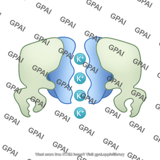 Atp sensitive potassium channel open 227