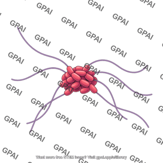 Tau protein tangle