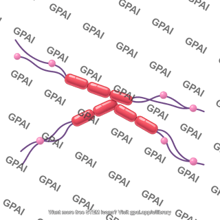 Tau protein oligomer phosphorylated