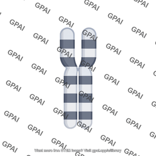 Mouse karyotype chromosome 20 x