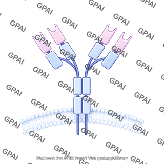 Antibody igg membrane bound