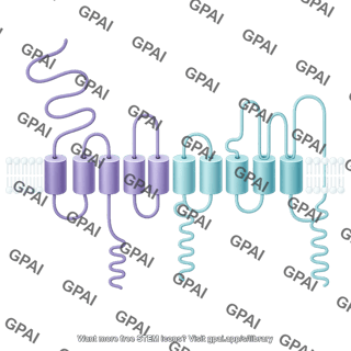 Polycystin 2