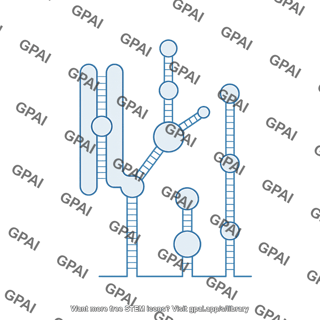 Human telomerase rna