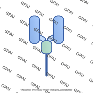 Neonatal fc receptor fcrn