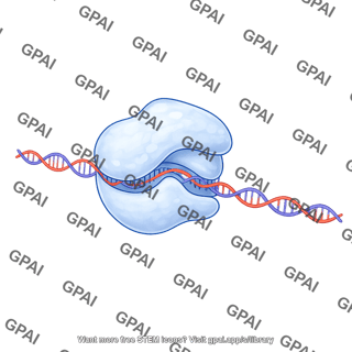 Rna polymerase ii transcribing 3