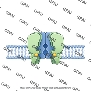 Atp sensitive potassium channel closed