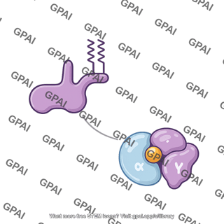 G protein heterotrimeric inactive