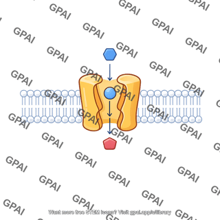Sodium glucose cotransporter sglt inward facing conformation