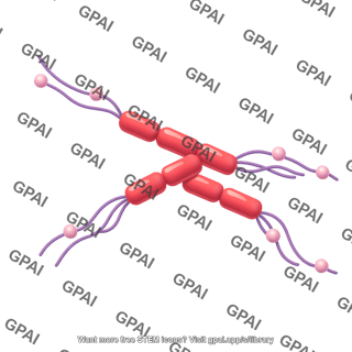 Tau protein oligomer