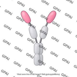 Heavy chain only antibody 2