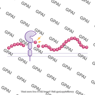 Glp 1 cleavage by membrane bound dpp 4