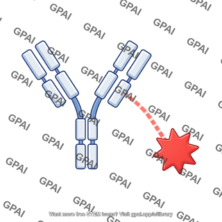 Antibody drug conjugate cytotoxic agent