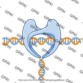 Dna gyrase exit gate