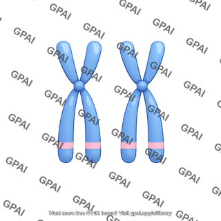Chromosome pair homozygous alleles recessive