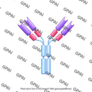 Antibody igg3