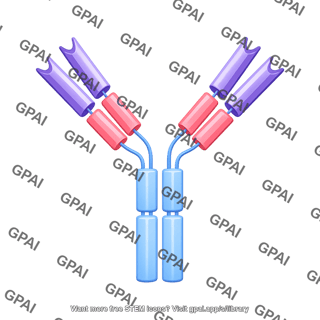 Antibody igg2 a