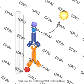 Western blot reaction chemiluminescence indirect