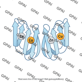 Superoxide dismutase 1 sod1