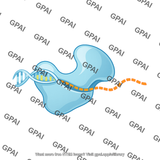 Reverse transcriptase