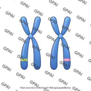 Chromosome pair heterozygous alleles