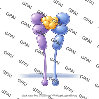 Il 1 complex