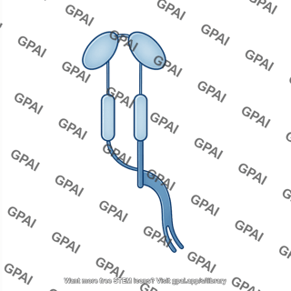 Fc receptor cd32 02