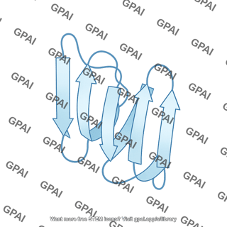 Superoxide dismutase 1 monomer 2