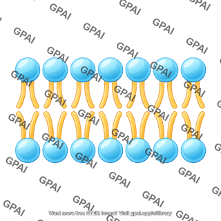 Phospholipid bilayer 415