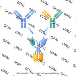 Bispecific antibody generation