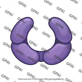 A2m monomer