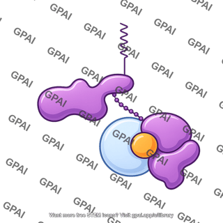 G protein heterotrimeric beta