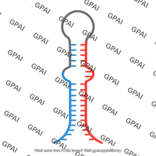 Primary mirna