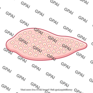 Animal multicellular body