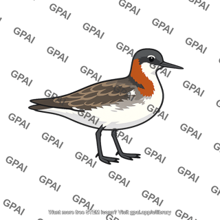 Red necked phalarope