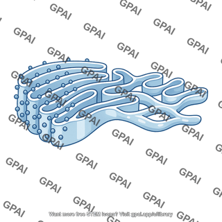 Rough endoplasmic reticulum