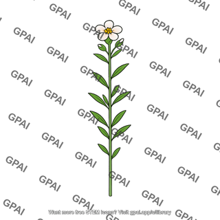 Wildflower plant