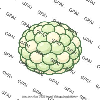 Multicellular embryo